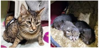 Ein Bild, das Säugetier, Katze, Kleine bis mittelgroße Katzen, Schnurrhaare enthält.

KI-generierte Inhalte können fehlerhaft sein.